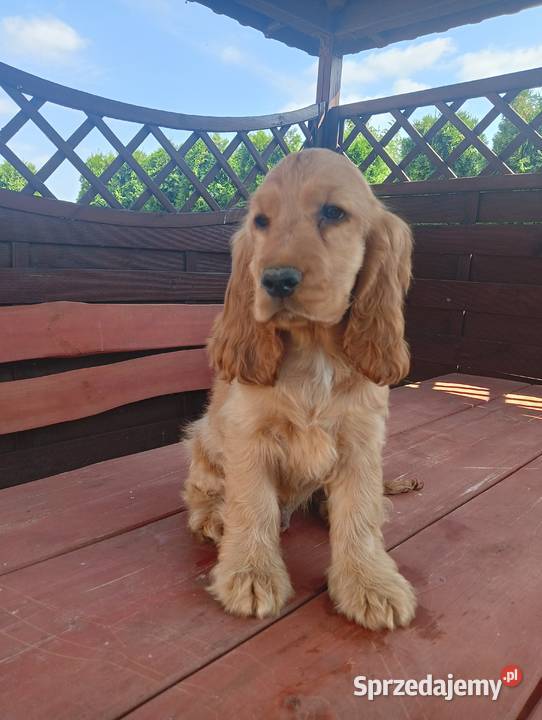 Sprzedam Cocker spaniel angielski Bytoń