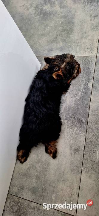 Śliczny piesek yorkshire terrier Brzeg Dolny sprzedam