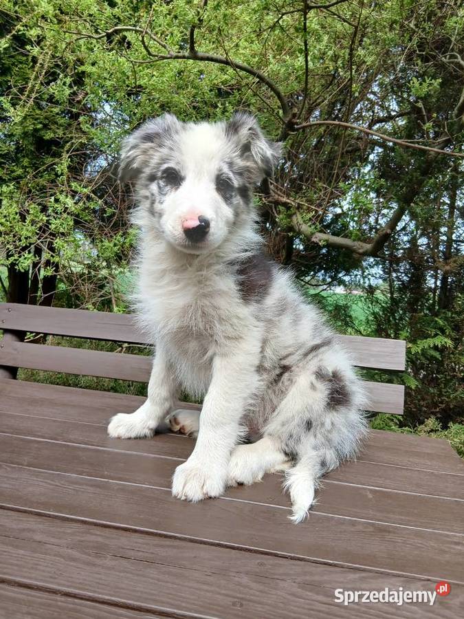 Border collie blue merle Toruń