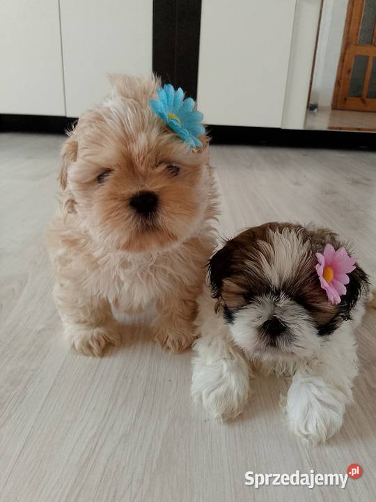 Do odbioru jasny piesek rasy ShihTzu Namysłów