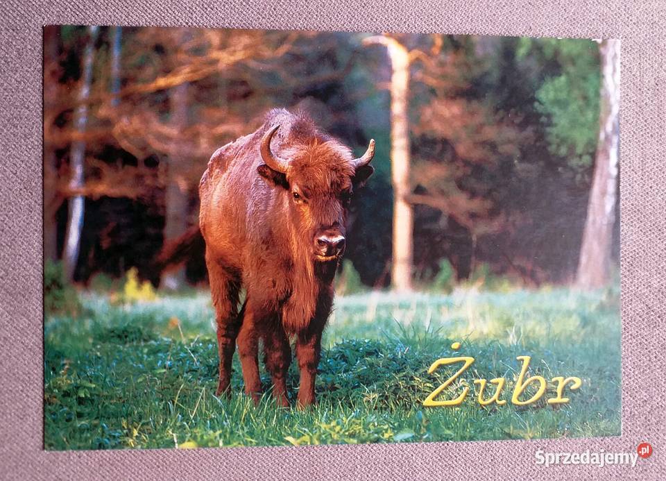 ŻUBR Z BIAŁOWIEŻY FOT STACHURSKI lubelskie Piszczac sprzedam