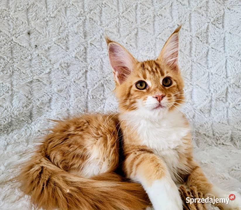 Maine Coon duże linie hodowla FPL Radomsko