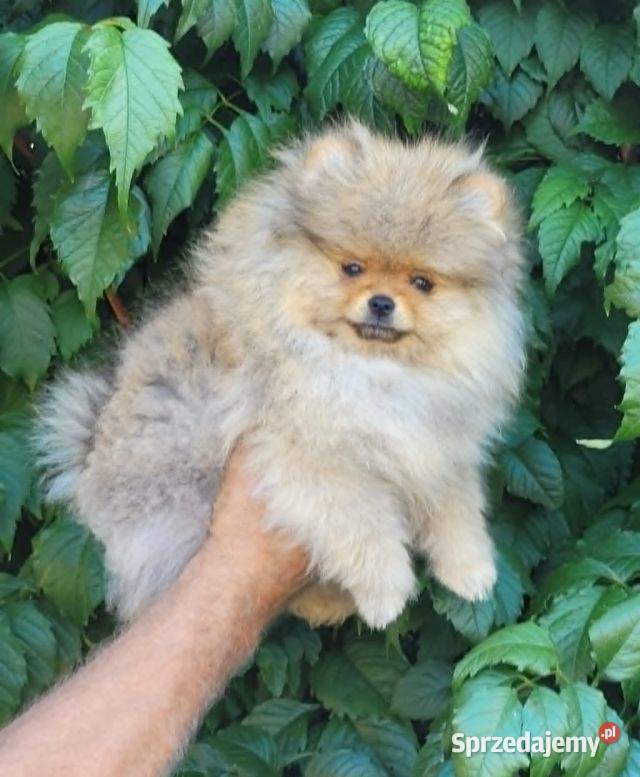 Szpic miniaturowy pomeraniansuczka ZKwP FCI