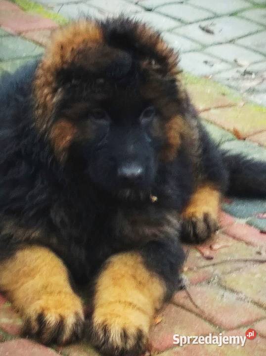 Owczarek niemiecki długowłosy potezne szczeniaki Klimontów