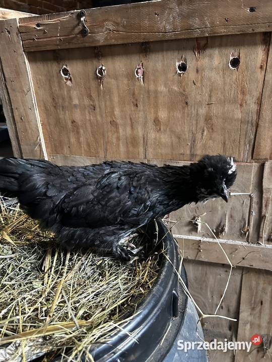 Kurka z 2025 roku mix Pszczyna