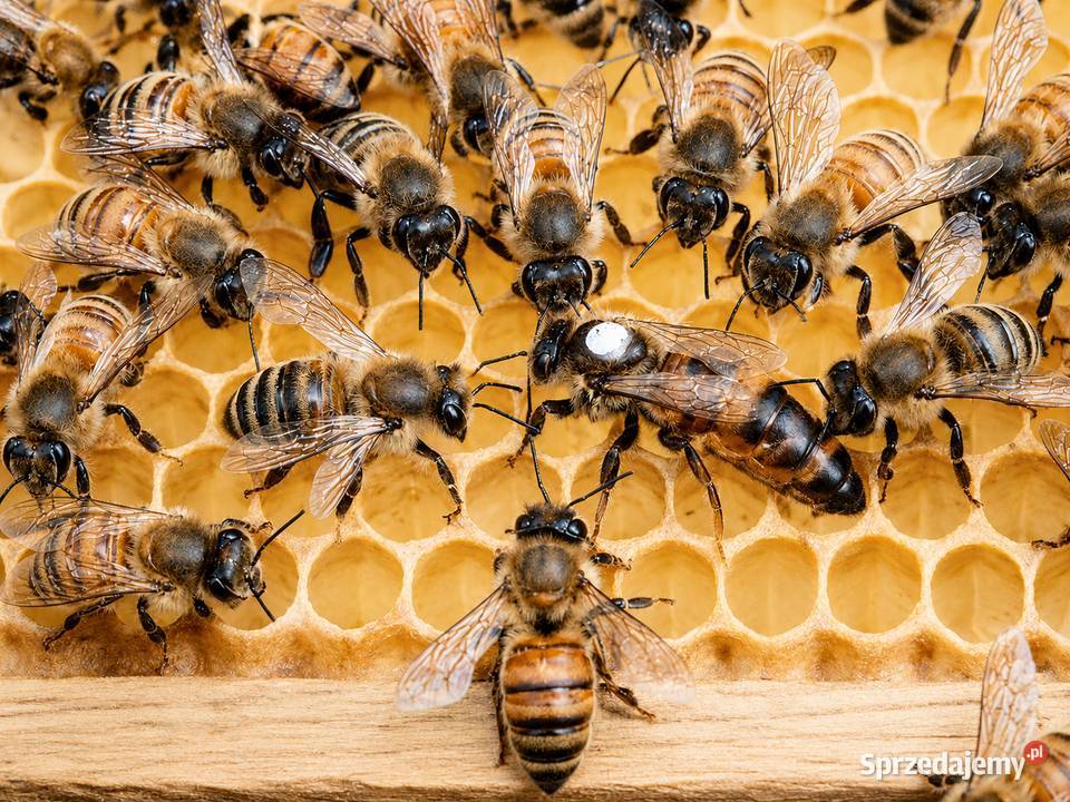 Miód 2026 z własnej pasieki 100 naturalny Miody i produkty pszczele mazowieckie Siedlce