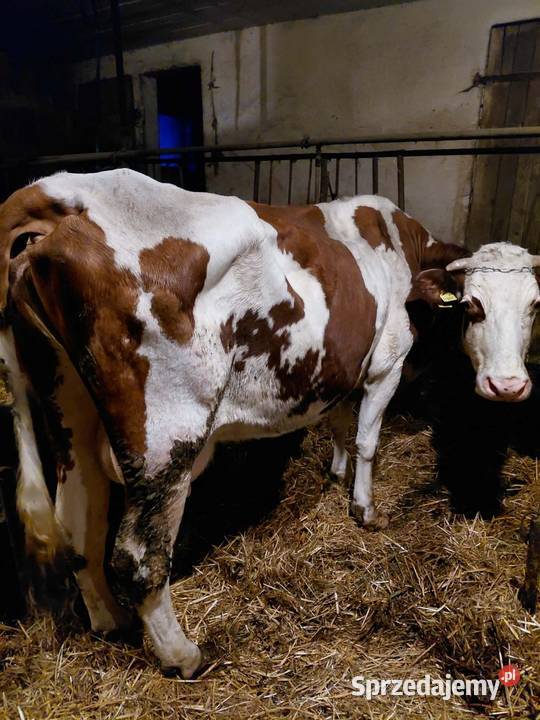 Likwidacja krowy mleczne Bydło