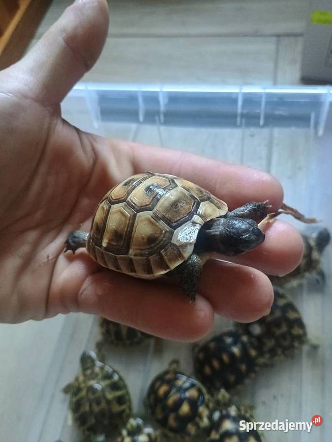 Żółw lądowy Kielce swietokrzyskie