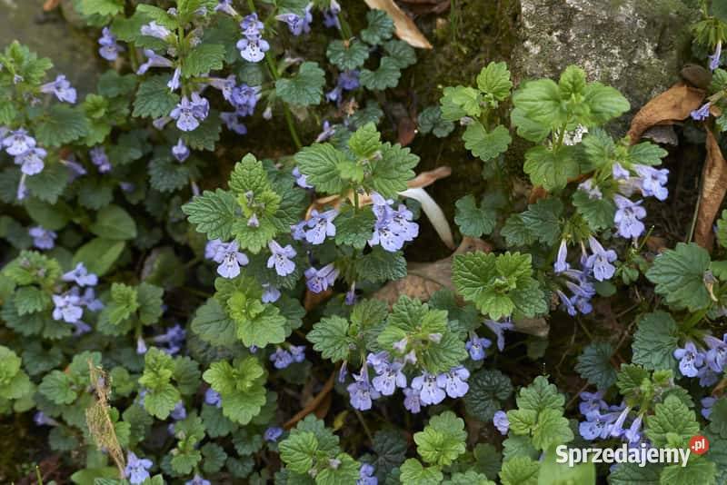 Malwa kosmos bluszczyk krokosmi ślaz 3st Nowy Dwór Wejherowski