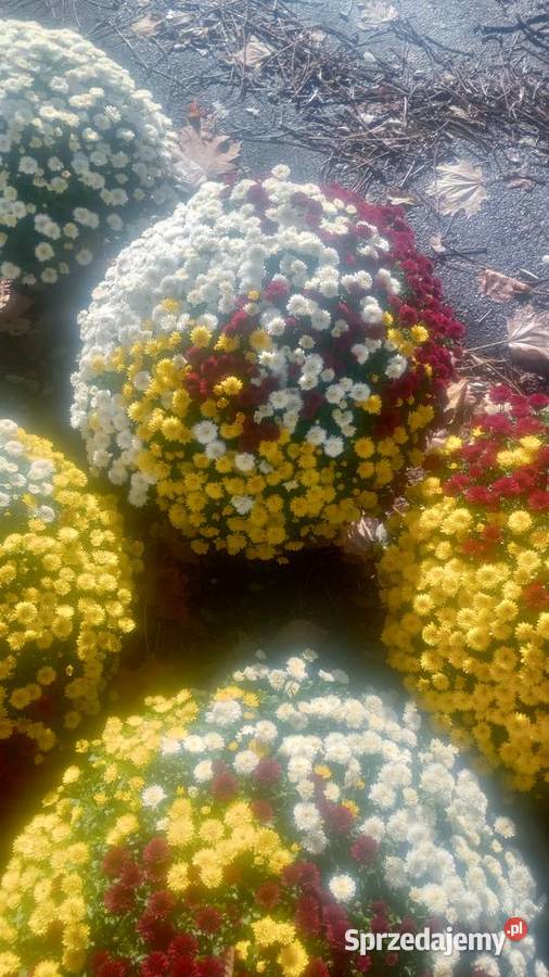 Hryzantemy drobnokwiatowe Bielsko-Biała sprzedam