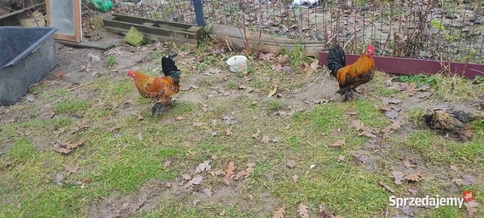 Kury liliputy Tokarówka sprzedam