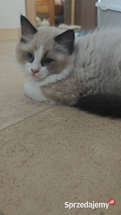 Cudowne kociaki Ragdoll FPL prawdziwy rodowód Ragdoll Lublin sprzedam