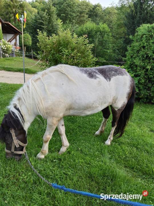 Sprzedam kucyka Gogołów