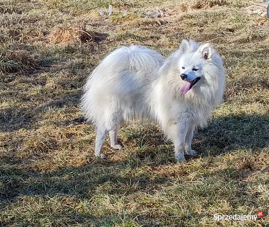 Szpic niemiecki średni biały rodowód ZKwP FCI