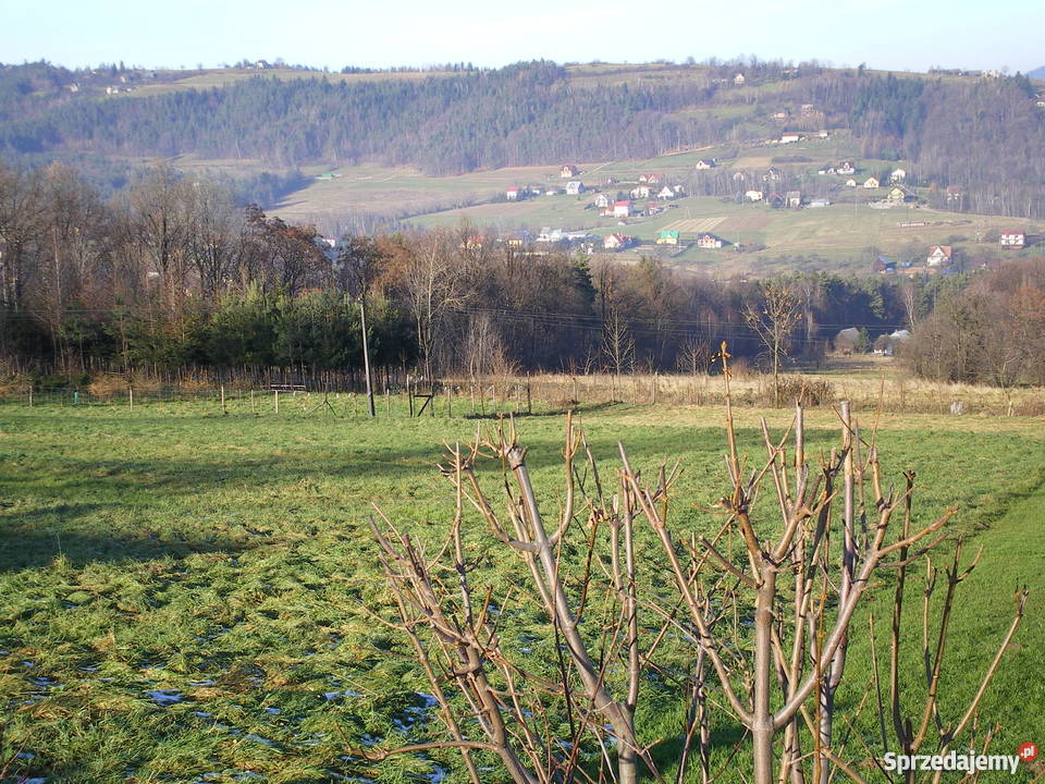 DZIAŁKA 16ar LipoweLIMANOWA Limanowa sprzedam