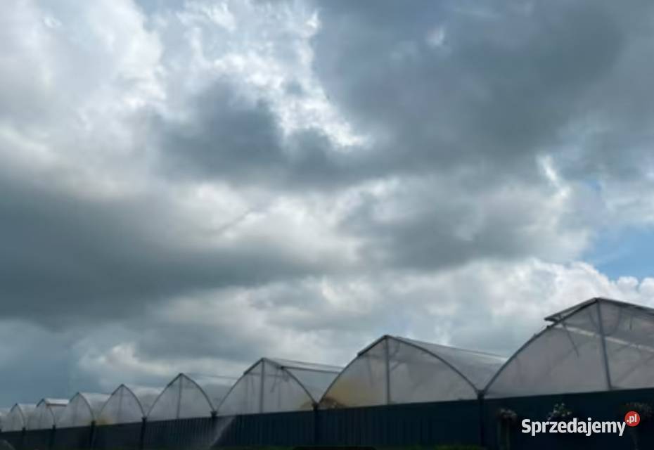 Szklarnia tunel foliowy 5500m2 Siedlce sprzedam