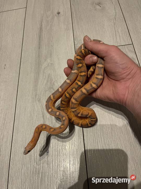 Wąż zbożowy scaleless het palmetto amel anery Wrocław
