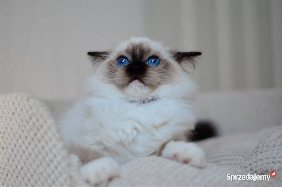 Pianka kotka Ragdoll Malbork