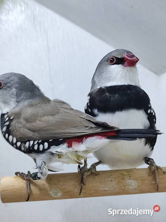 Amadyna Diamentowa para 2025 małopolskie sprzedam