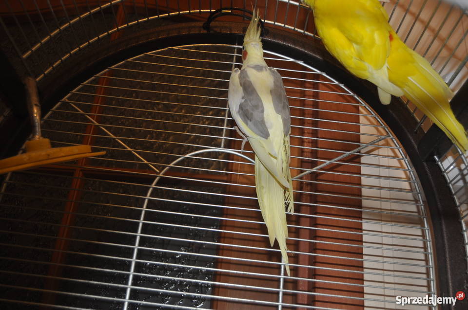 Nimfa i papuga Kozia klatka ptaków Pozostałe Kartuzy sprzedam