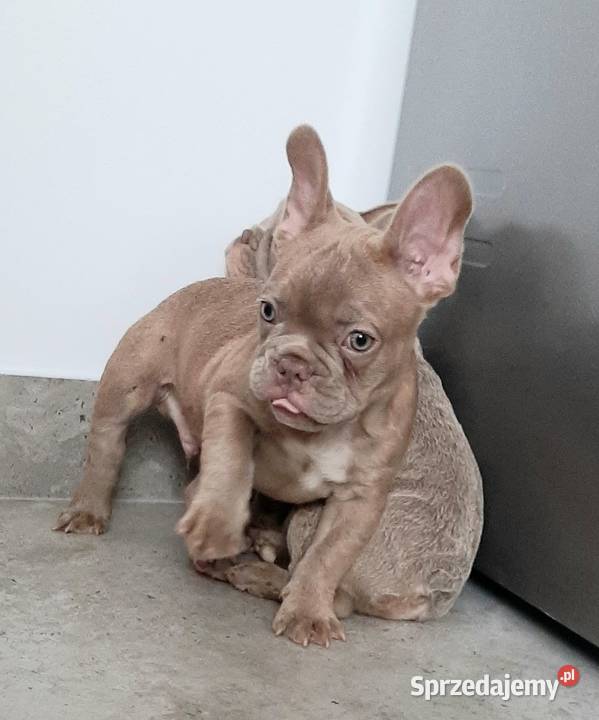 Buldog francuski pieski i suczki Pabianice