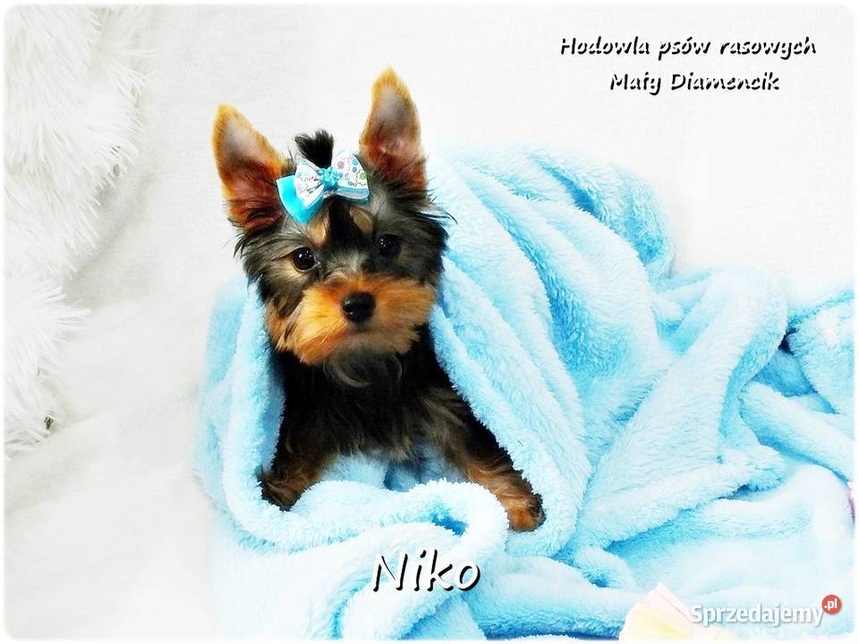 Yorkshire Terrier Malutki Mini Piesek NIKO z Żary