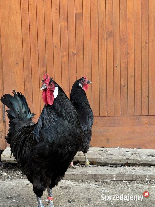 Oferuję jajka wylęgowe La Fleche La Flche diabeł Jelcz-Laskowice sprzedam