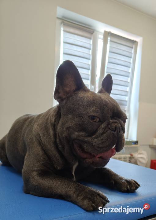 Buldog francuski z genem blue