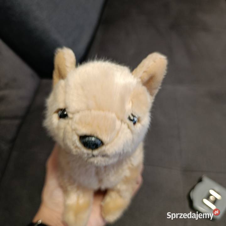 Pluszak piesek następny maskotka wielkopolskie Poznań