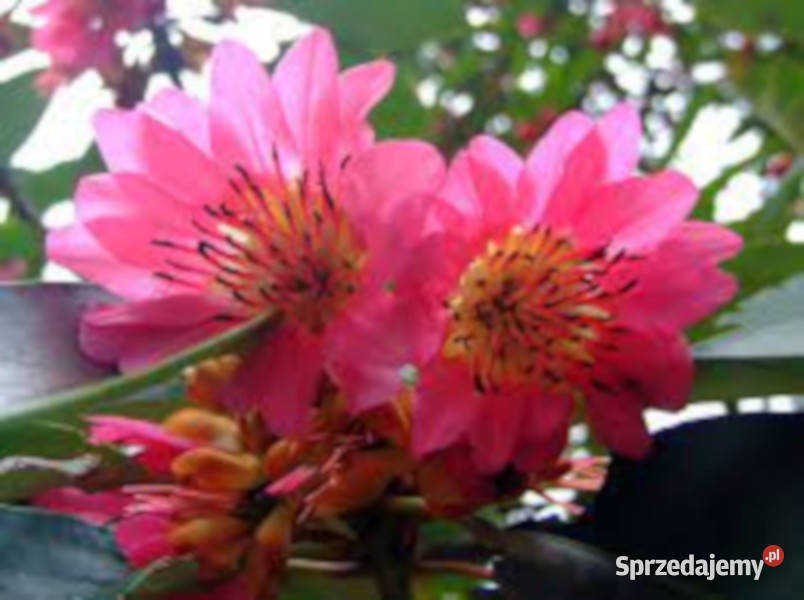 Rhodoleia championii NASIONA 20000 sztuk 100g kujawsko-pomorskie Lubanie