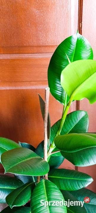 Fikus sprężysty Ficus elastica Robusta sprzedam Poznań