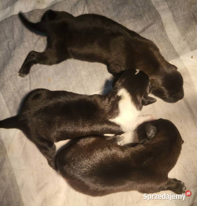 Owczarek Środkowoazjatycki zapowiedź miotu Owczarek Konin