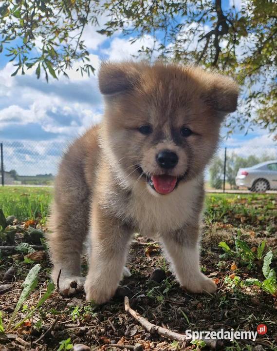 Akita INU Szczenięta Sochaczew