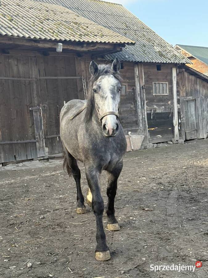 Młoda klacz rasy zimnokrwistej Chomęciska Małe