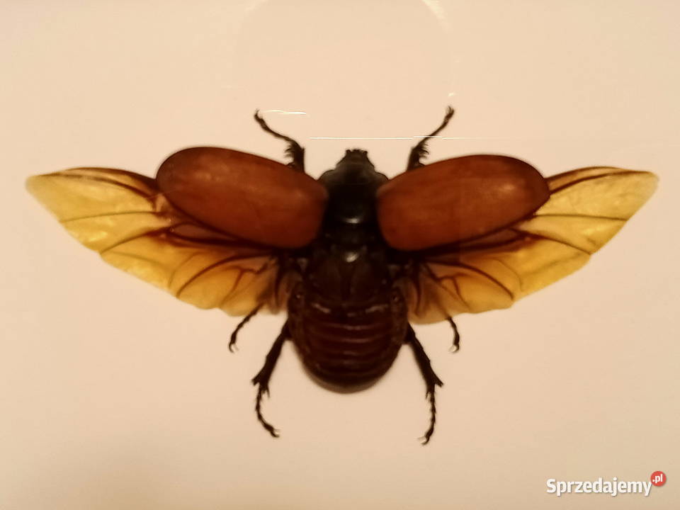 Chrząszcz w ramce 22x16 Eupatorus gracilicornis Kolekcje