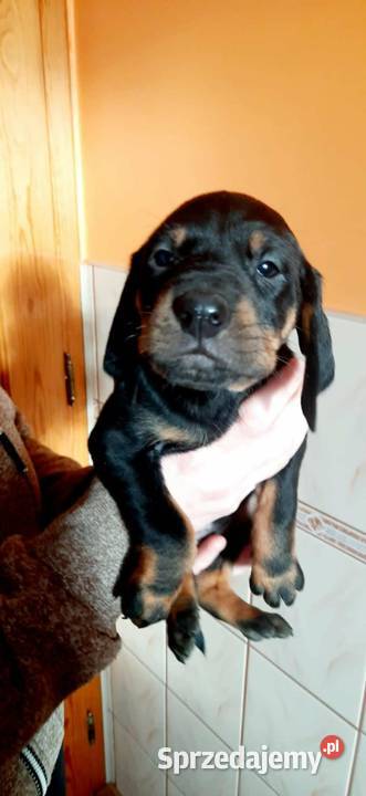 Gończy polski szczeniaczki