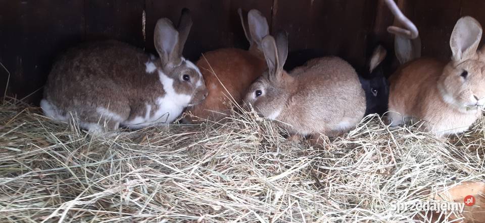 Króliki mieszańce Produkcja zwierzęca Staszów
