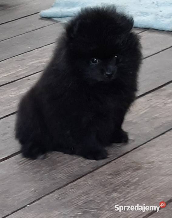 Szpic miniaturowy pomeranian Lutomiersk
