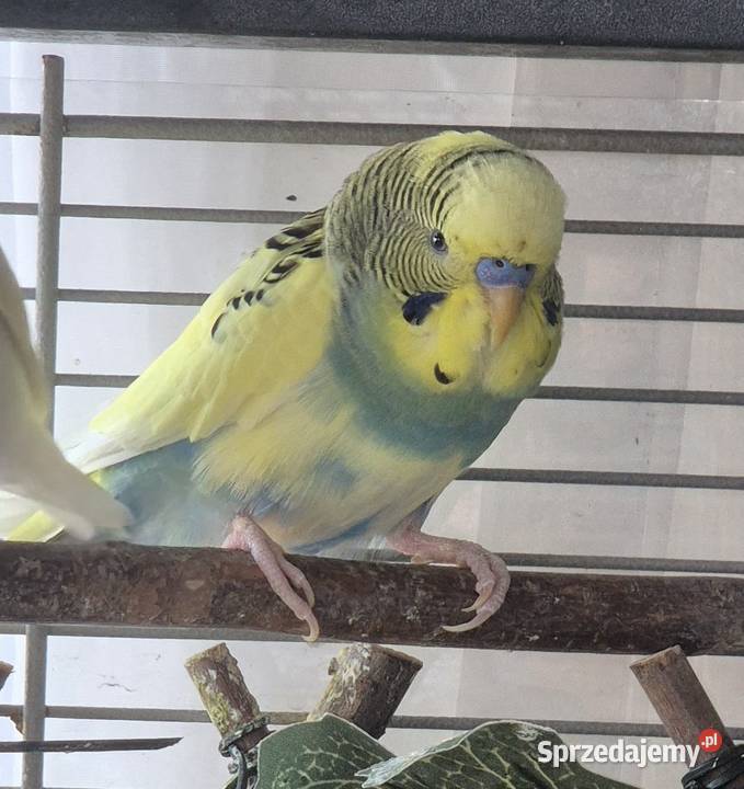 Papużka falista Szczecin