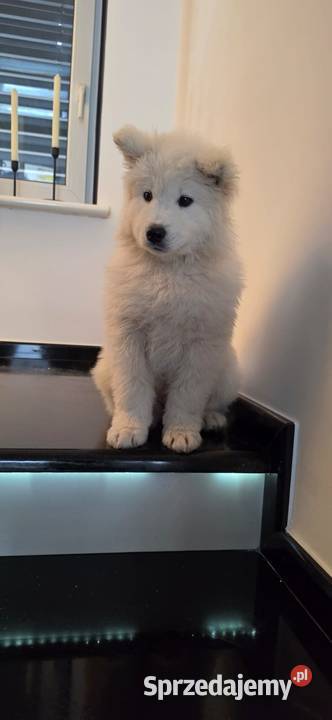 Samoyed 10 tygodniowe szczeniaki Odolanów