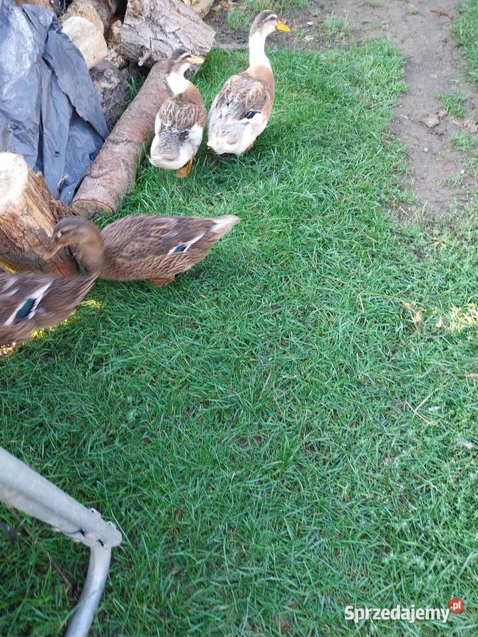 Kaczki staropolskie mix staropolskie khaki Grodzisk sprzedam