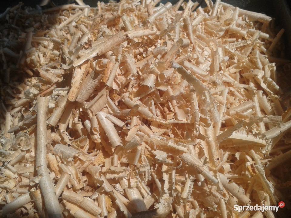 trociny orzech włoski suche Błotnica Strzelecka