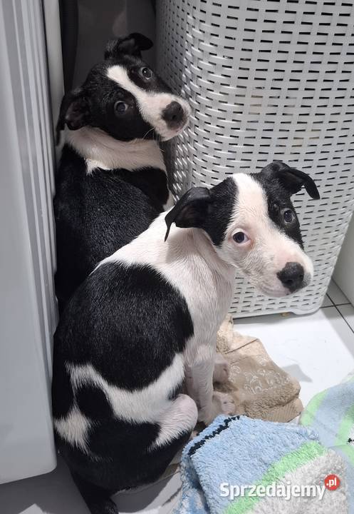 Szczeniaki amstaff opolskie Kędzierzyn-Koźle