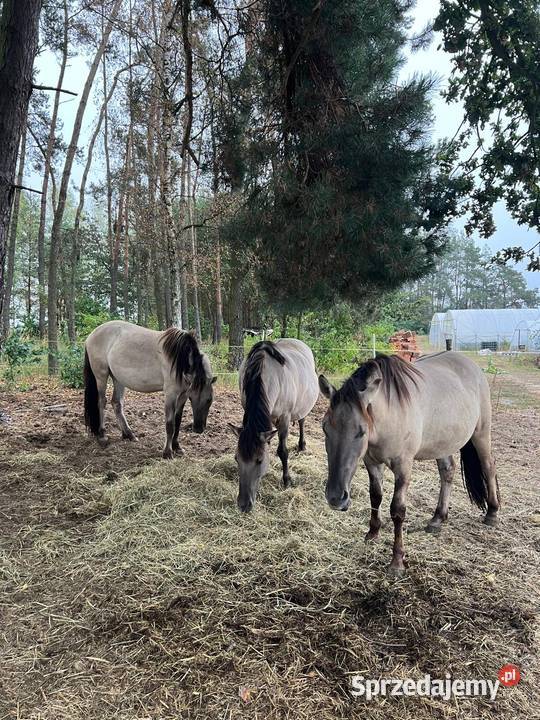 Na sprzedaż 3 konie rasy Konik Polski Lubiaszów