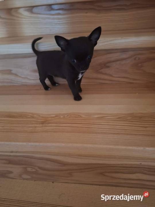 Piesek Chihuahua Busko-Zdrój