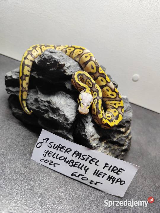 Pytony Królewskie tegoroczne maluchy Pruszków sprzedam