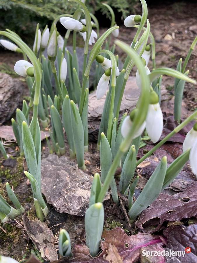 Przebiśnieg sadzonki cebule