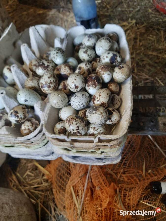 Przepiórki Lubomia sprzedam