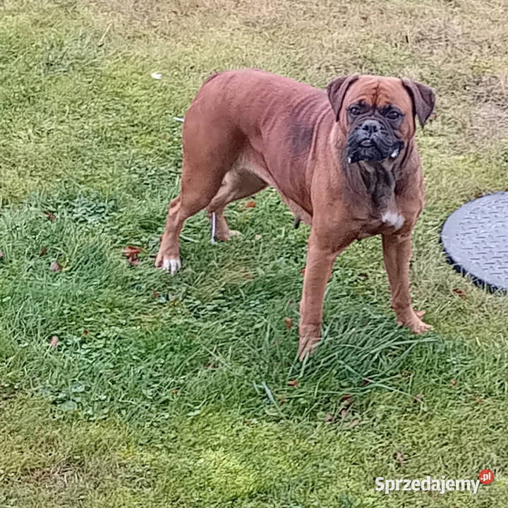 Oddam boksera Żukowo