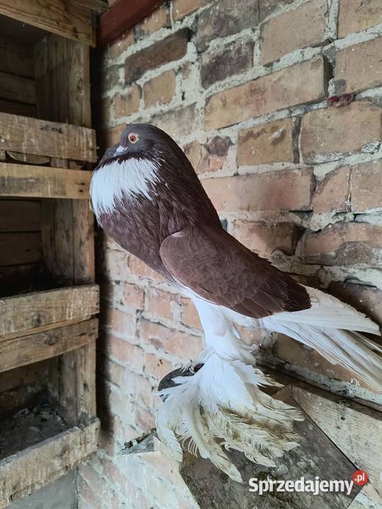 Garlacz pomorski samiec